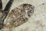 Two Fossil Leaves (Sycamore and Ash) - Green River Formation, Utah #111460-1